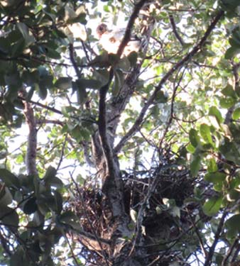 New Nest